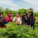Titiek Soeharto Apresiasi Petani Lahan Pasir Bantul Yogya Terapkan Teknologi Smart Farming