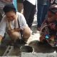 Terancam roboh, Titiek Soeharto Bantu Renovasi Joglo Pendopo Balai Desa Jurangjero Gunung Kidul