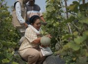 Peran Titiek Soeharto dan Petani Milenial Meuwujudkan Kedaulatan Pangan di DI. Yogyakarta