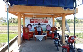 Titiek Soeharto Turun Ke Sawah Tanam Padi Bersama Masyarakat Desa Surjan Kulonprogo