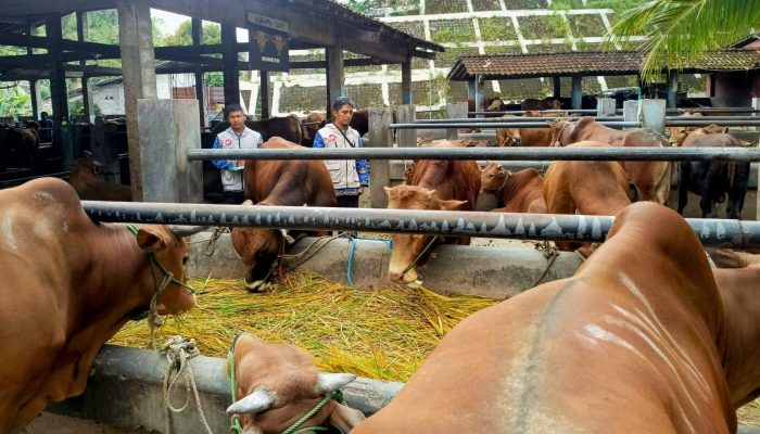 1.649 Hewan Kurban di DIY Terinfeksi Cacing Hati, Waspada!